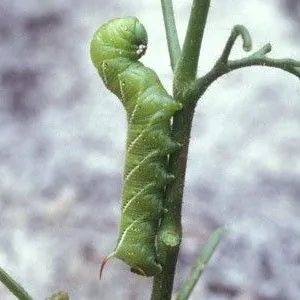 thumbnail for publication: Tobacco Hornworm Manduca sexta (Linnaeus) (Insecta: Lepidoptera: Sphingidae)